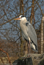 Graureiher (6 von 15).jpg